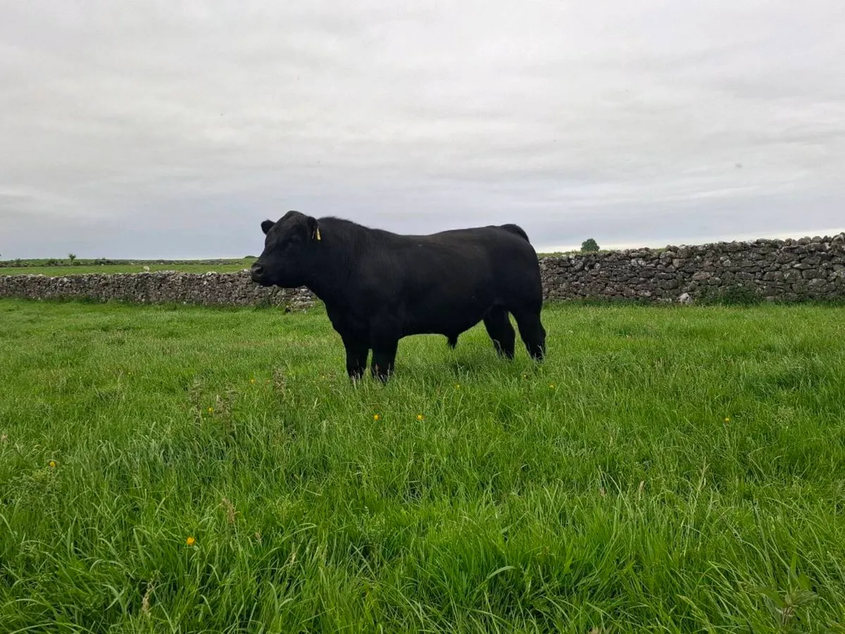 Limousin & Aberdeen Angus bull - Image 2
