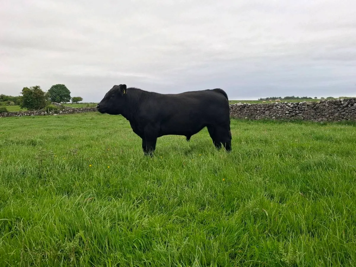 Limousin & Aberdeen Angus bull - Image 3