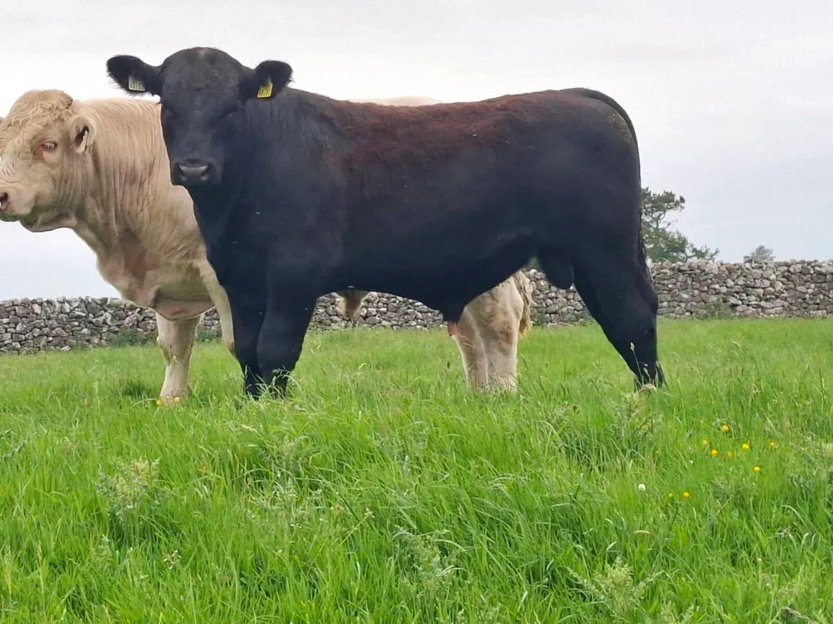 Limousin & Aberdeen Angus bull - Image 4