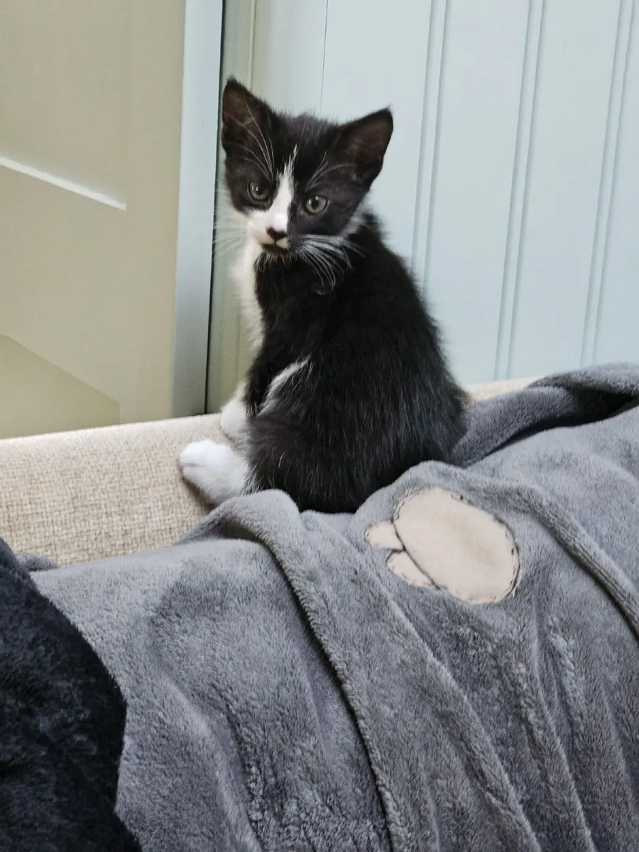 Kittens for sale - Image 2