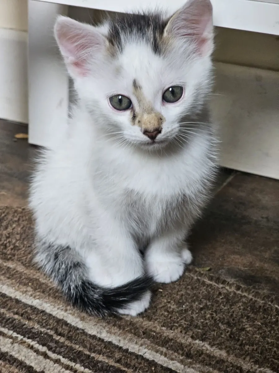 Kittens for sale - Image 3