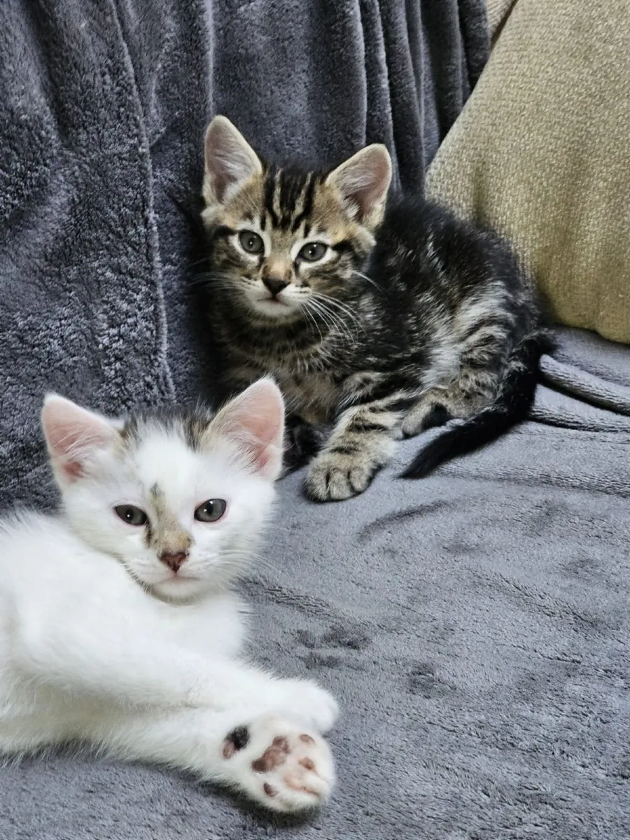 Kittens for sale - Image 4