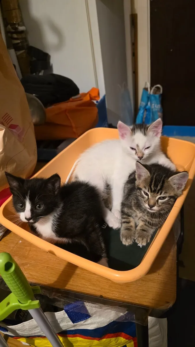 Kittens for sale - Image 1