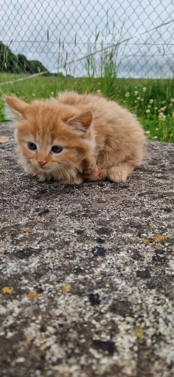 3 Beautiful Kittens - Image 2