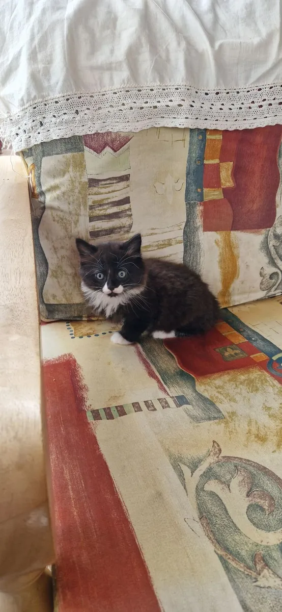 3 Beautiful Kittens - Image 3