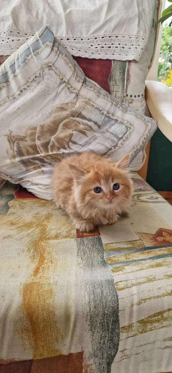 3 Beautiful Kittens - Image 4