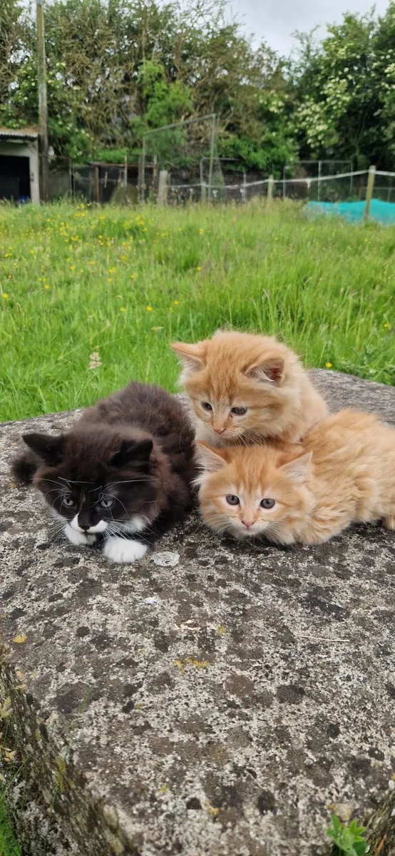 3 Beautiful Kittens - Image 1