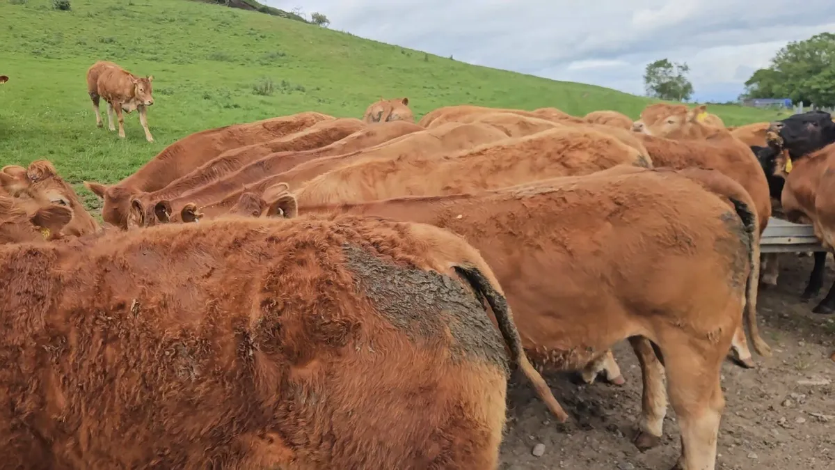32 Super U+ Grade Limousin Heifers. - Image 1