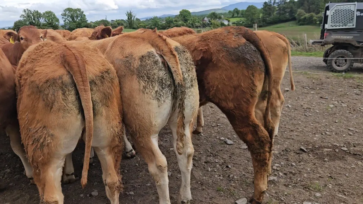 32 Super U+ Grade Limousin Heifers. - Image 2