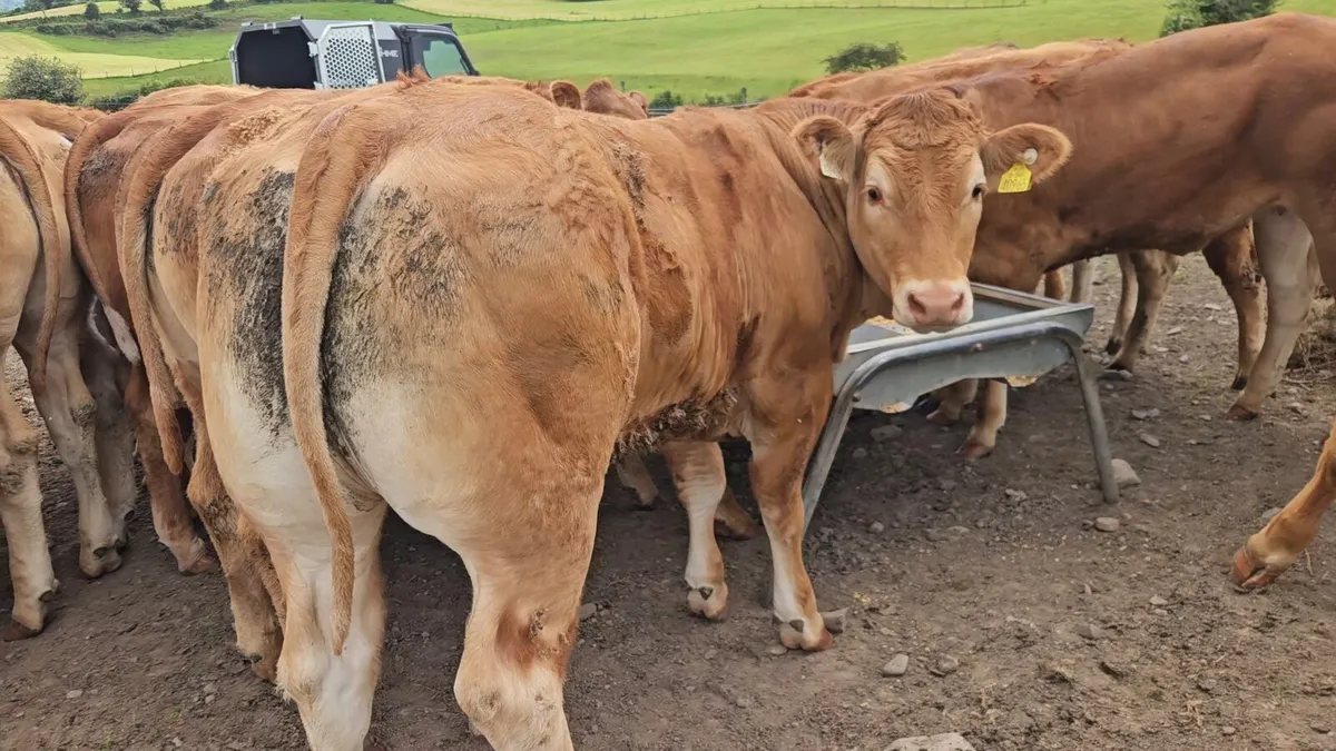 32 Super U+ Grade Limousin Heifers. - Image 3
