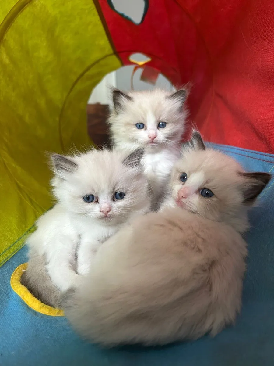 Beautiful ragdoll 1 boy remaining - Image 4