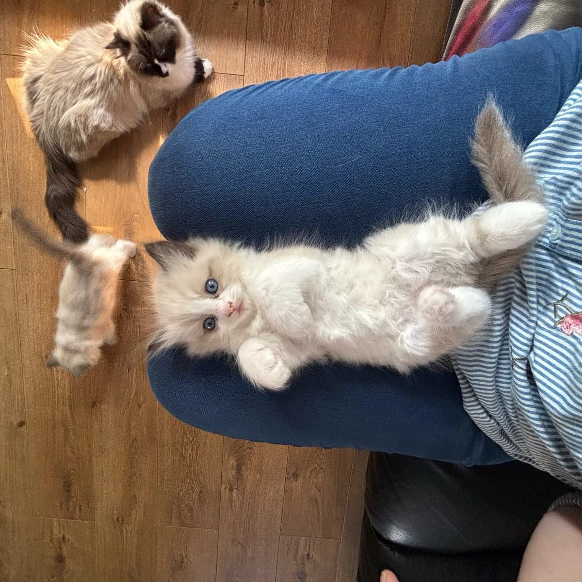 Beautiful ragdoll 1 boy remaining - Image 1