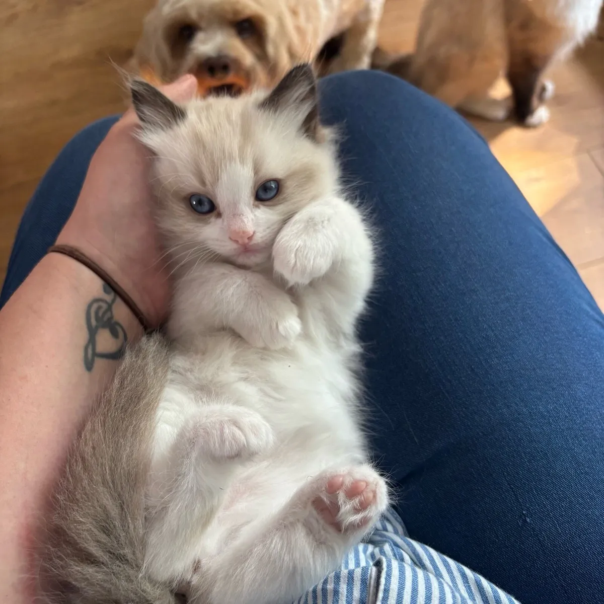 Beautiful ragdoll 1 boy remaining - Image 2