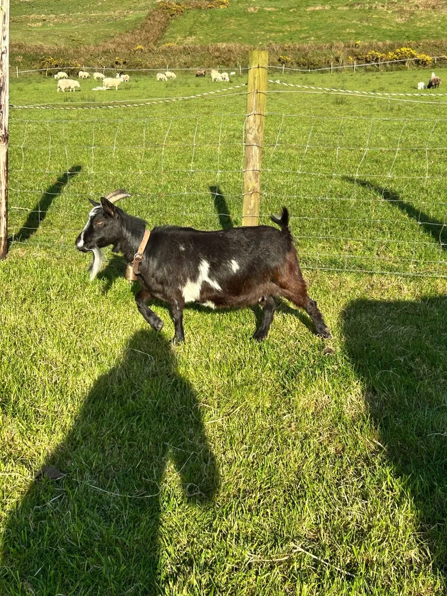 Pygmy goats - Image 2