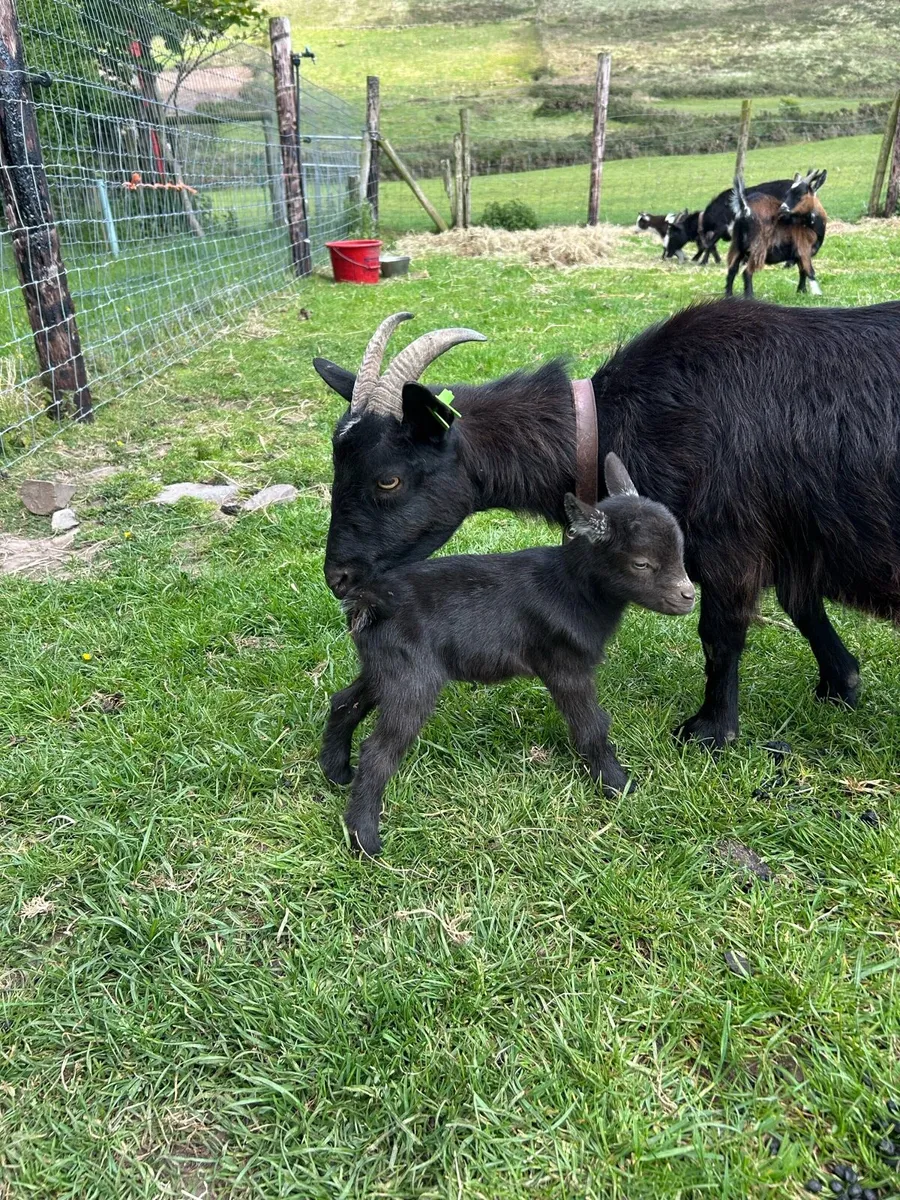 Pygmy goats - Image 3