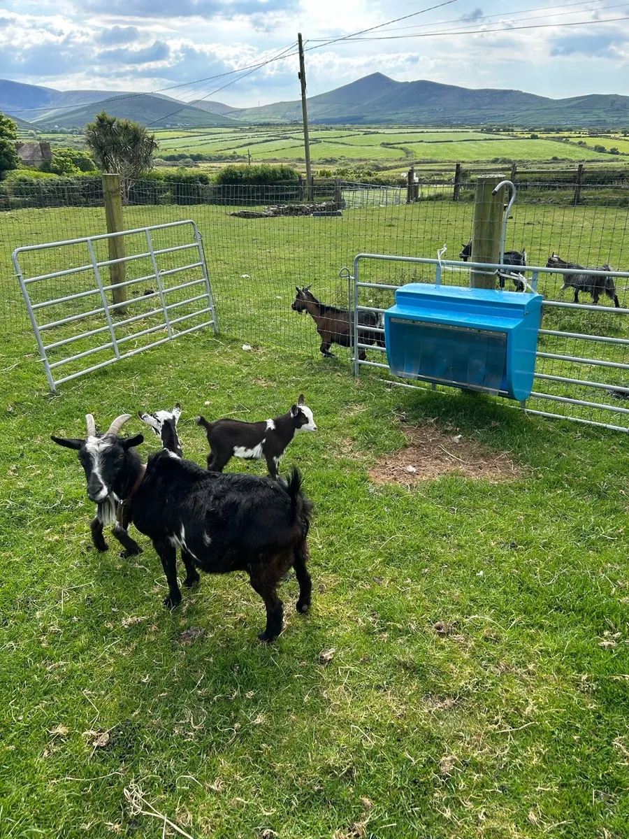 Pygmy goats - Image 4