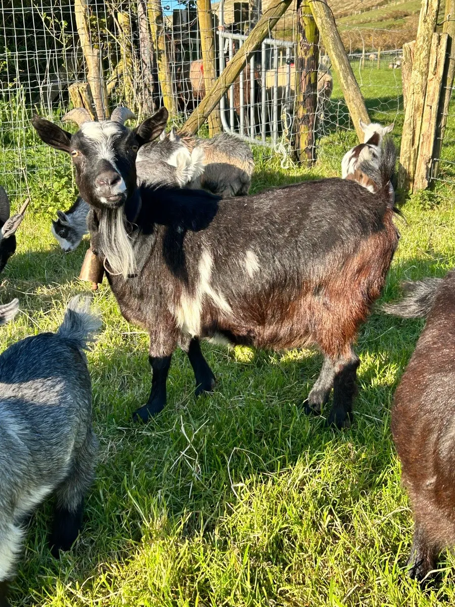 Pygmy goats - Image 1