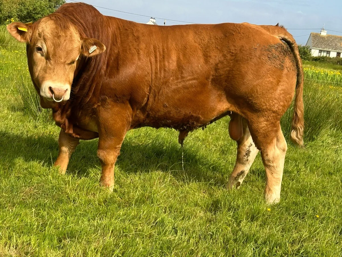 Limousin - Image 4