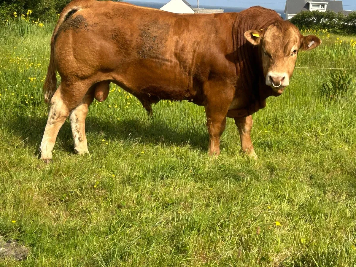 Limousin - Image 1