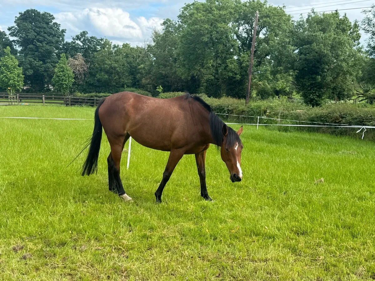 Companion mare - Image 4