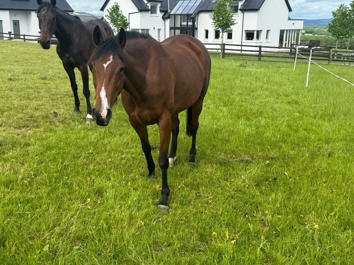 Companion mare - Image 2