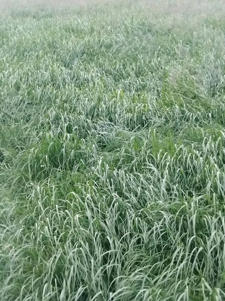 Silage