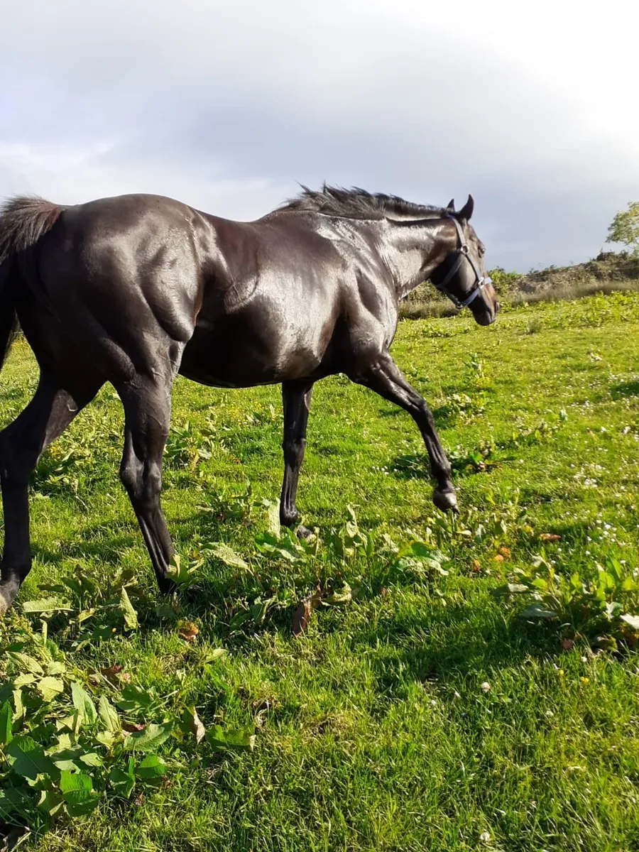 For sale T.B. Stallion - Image 1