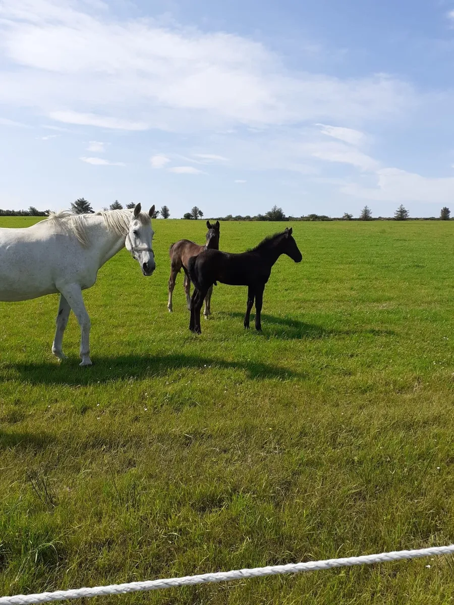 For sale T.B. Stallion - Image 3