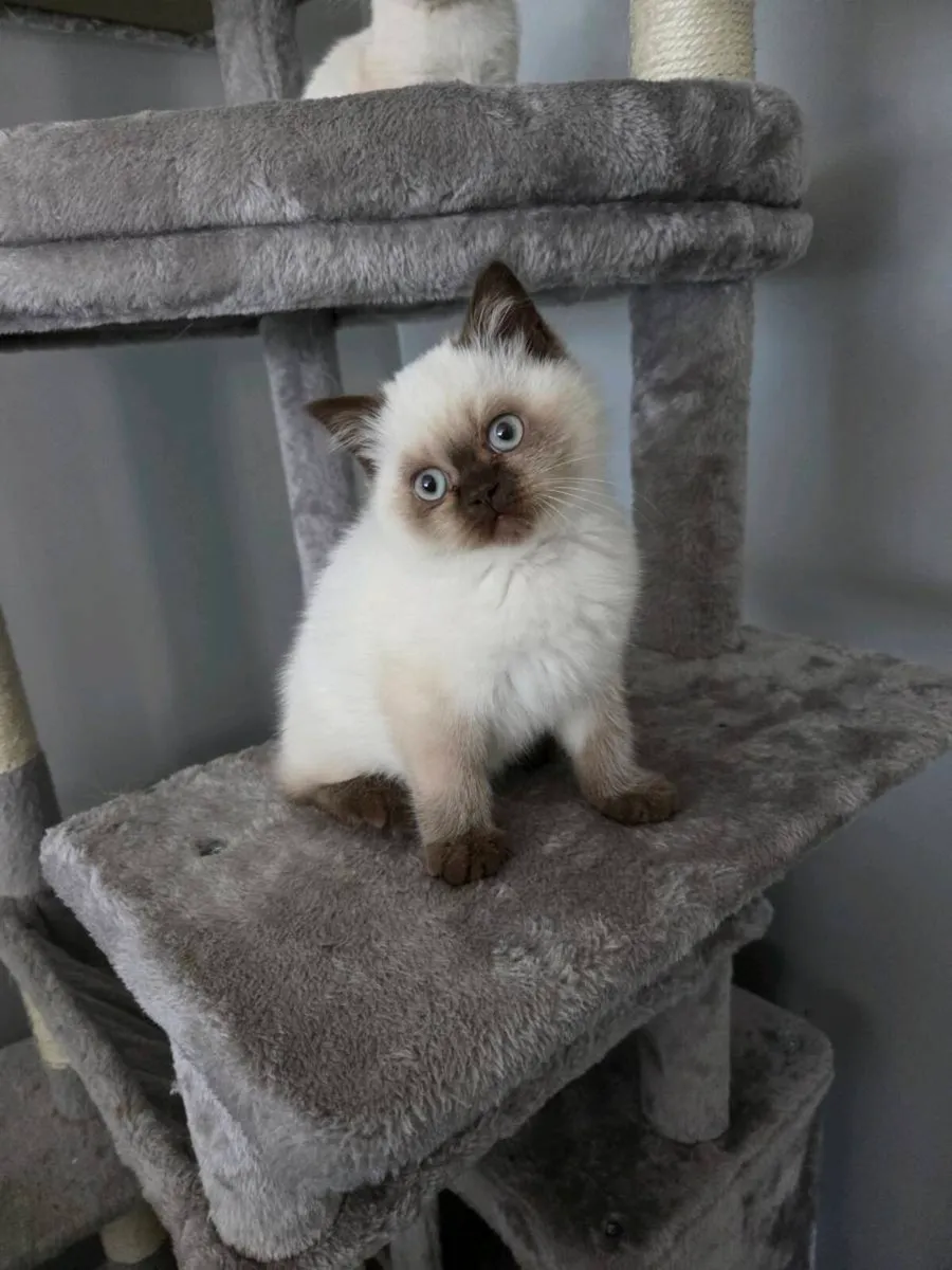 British Shorthair Kittens - Image 1