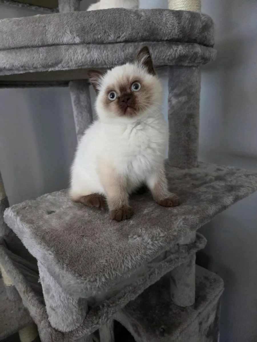 British Shorthair Kittens - Image 2