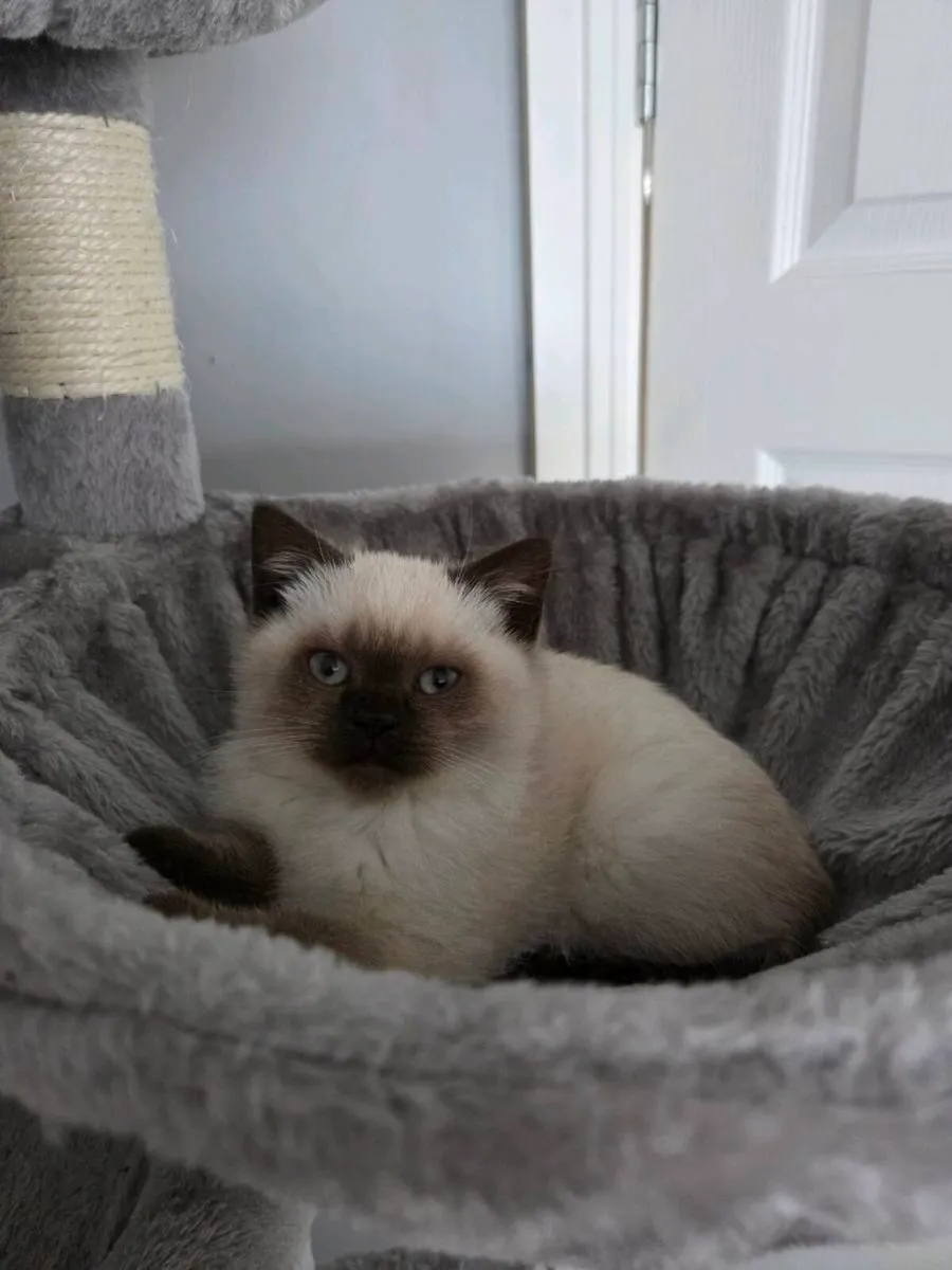 British Shorthair Kittens - Image 3