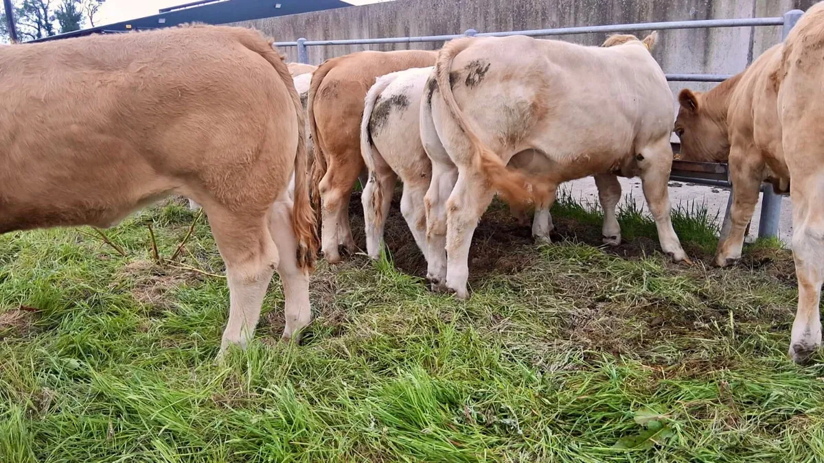 5 Star Heifer • U Grading. • 500kg - Image 3