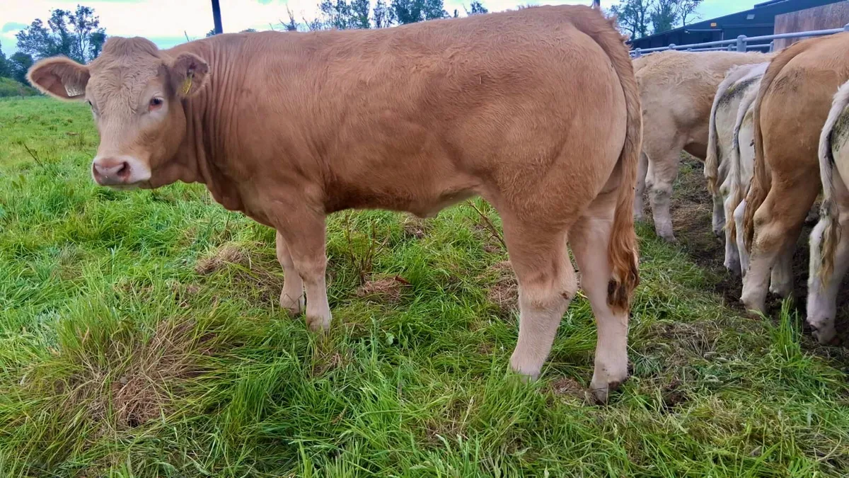 5 Star Heifer • U Grading. • 500kg - Image 2