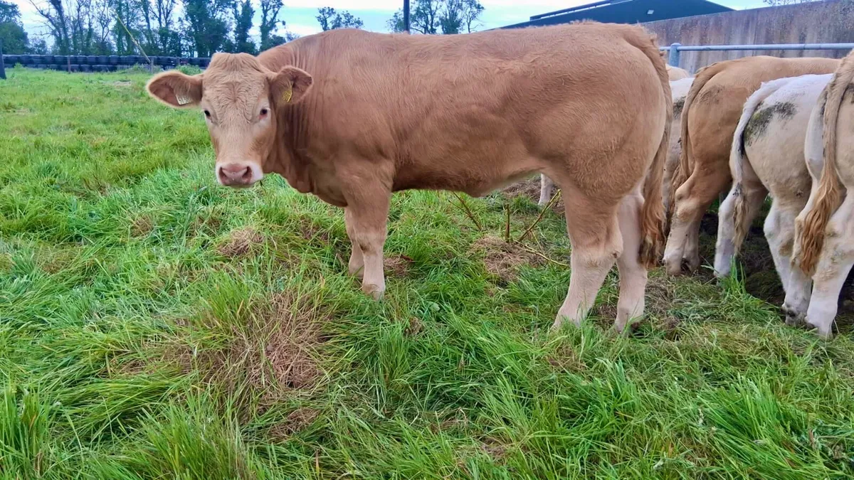 5 Star Heifer • U Grading. • 500kg - Image 1
