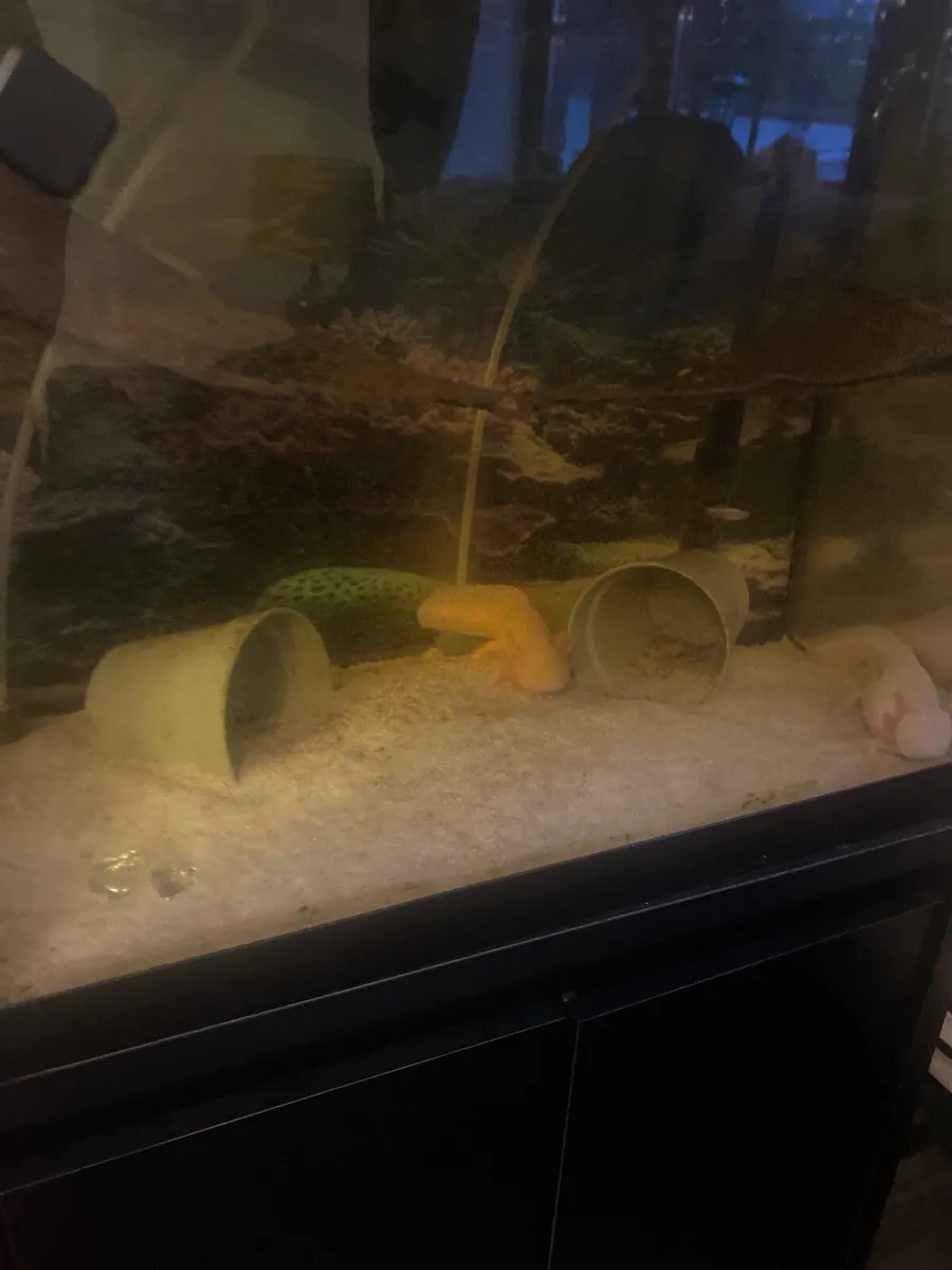 Axolotls and tank