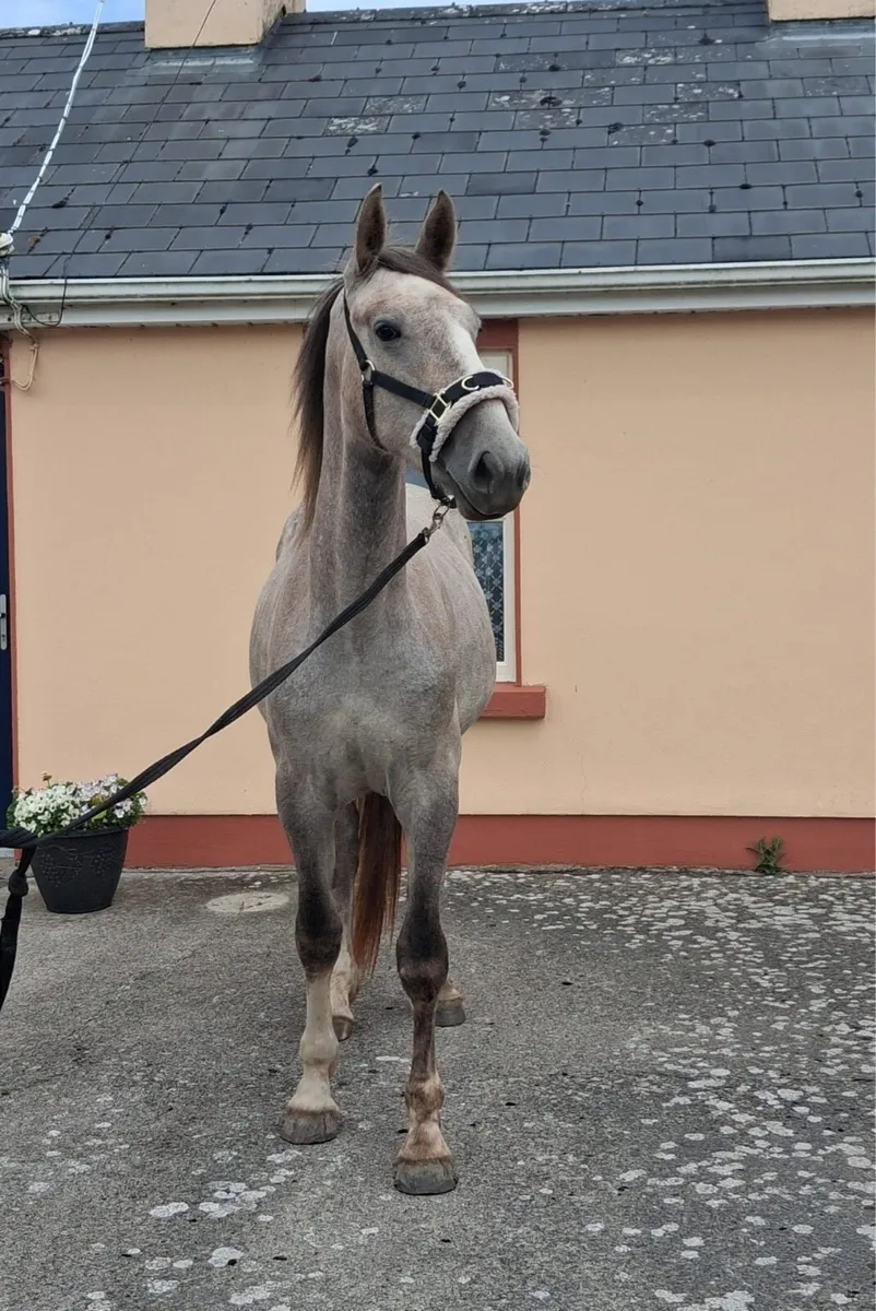 2yr old irish draught filly - Image 1