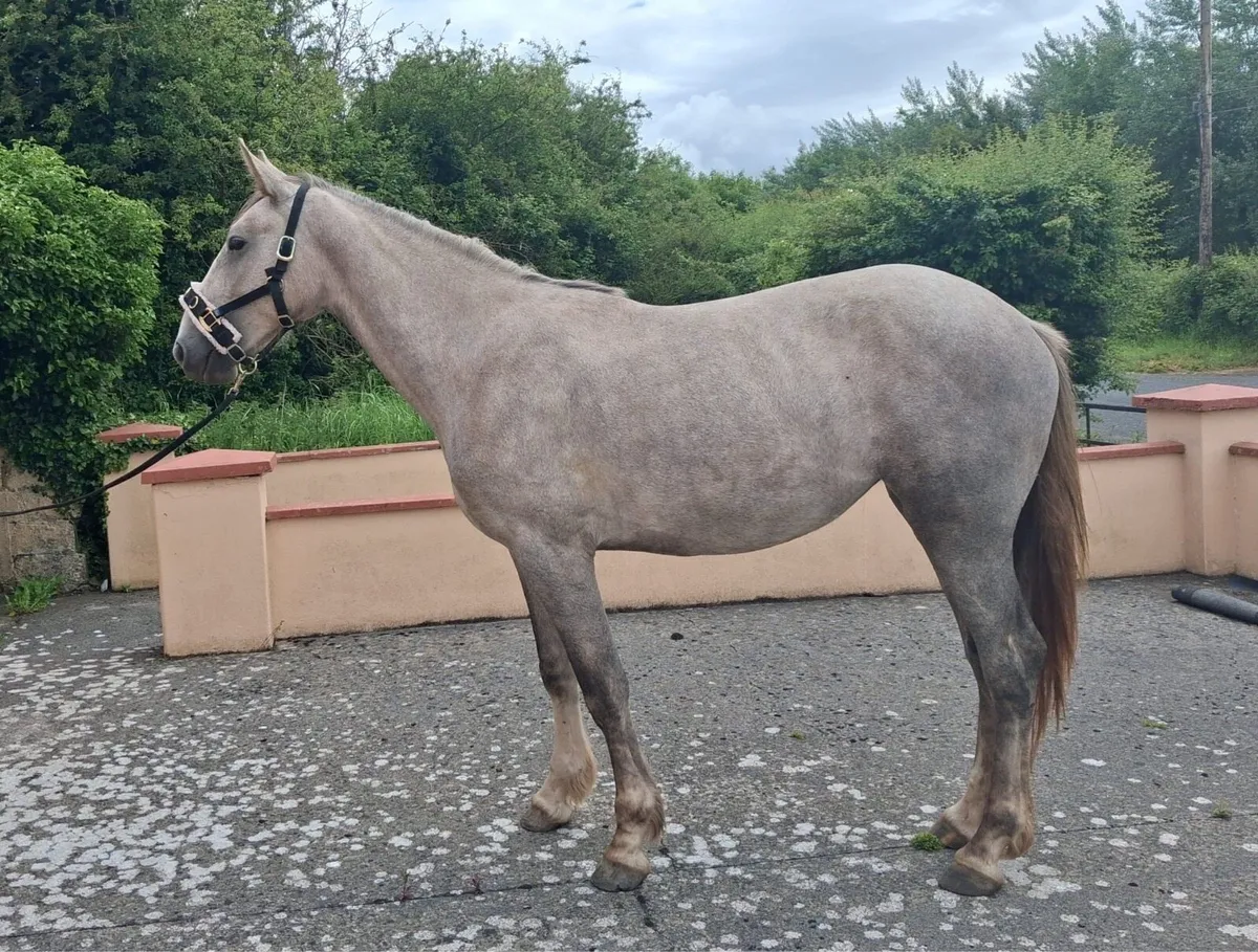 2yr old irish draught filly - Image 2