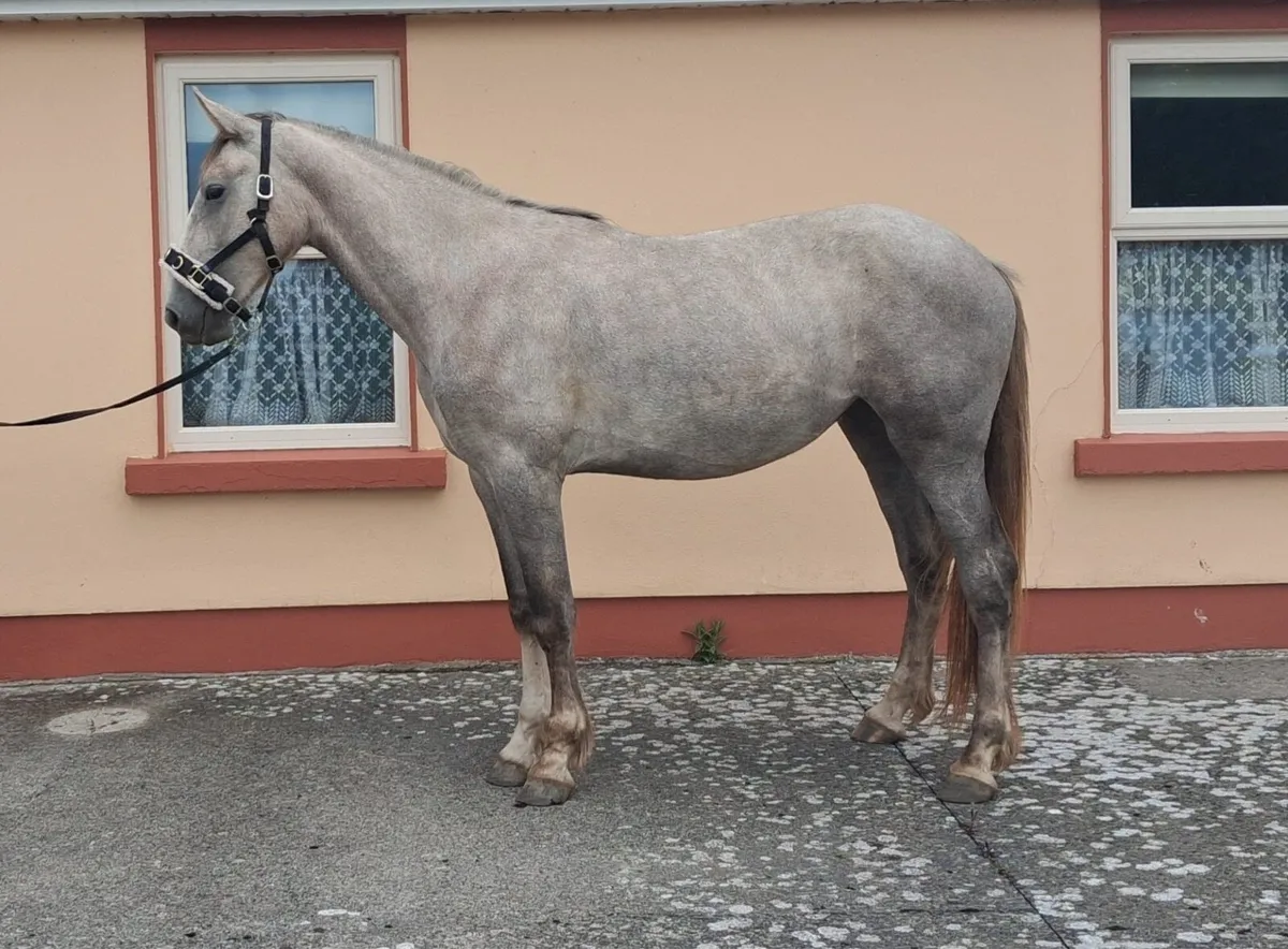2yr old irish draught filly - Image 3