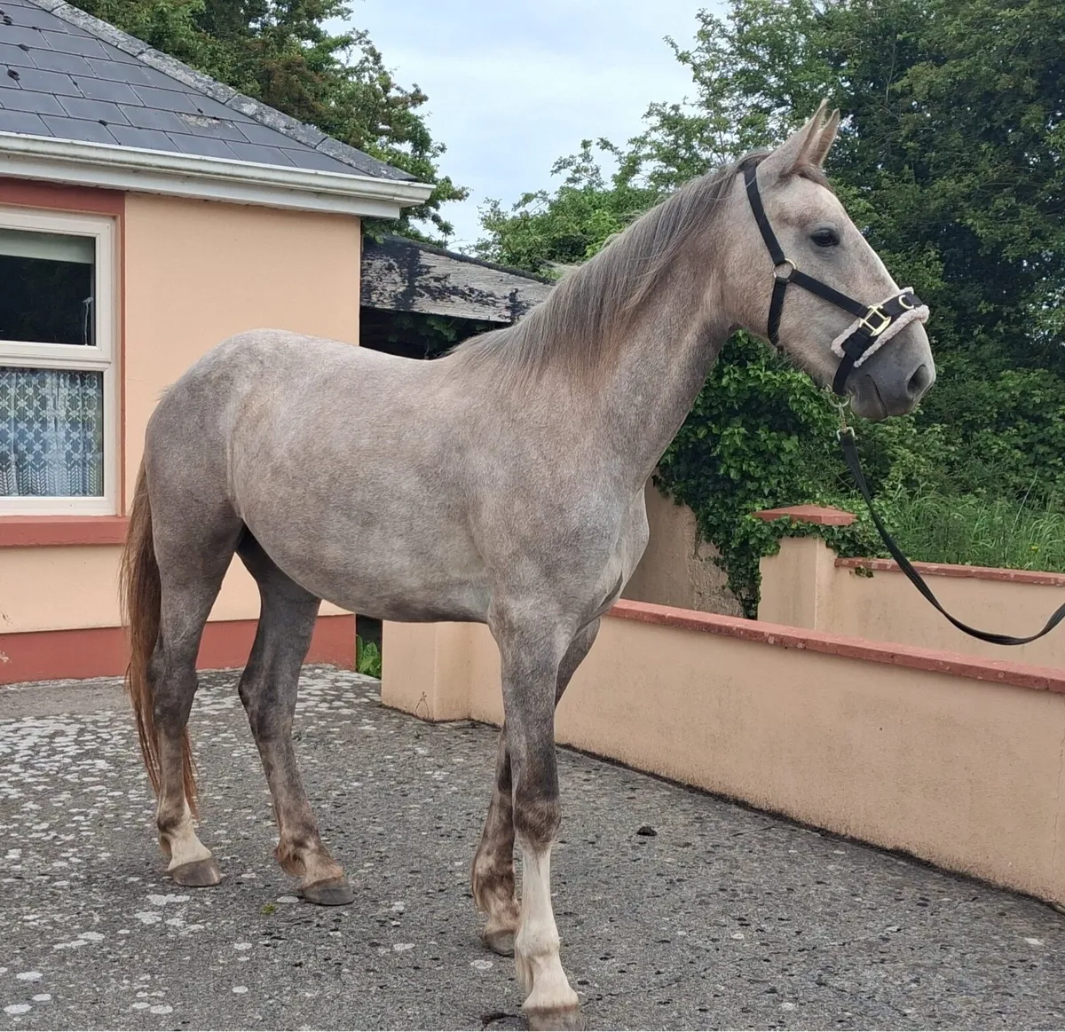 2yr old irish draught filly - Image 4