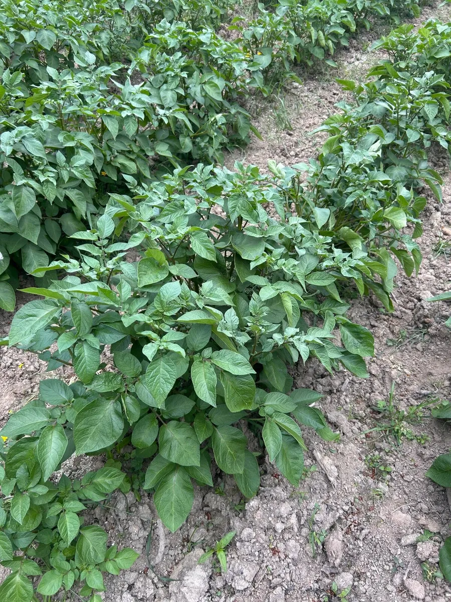 New season potatoes Available Now - Image 2