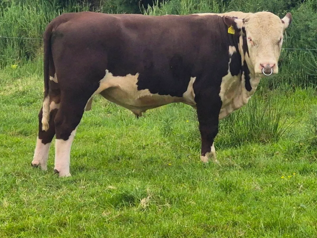 Hereford Bulls - Image 3