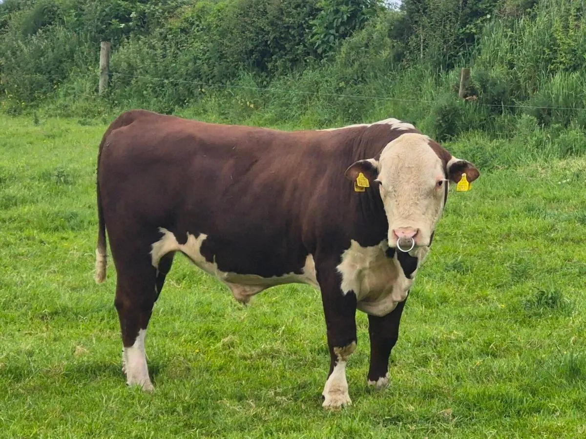Hereford Bulls - Image 2