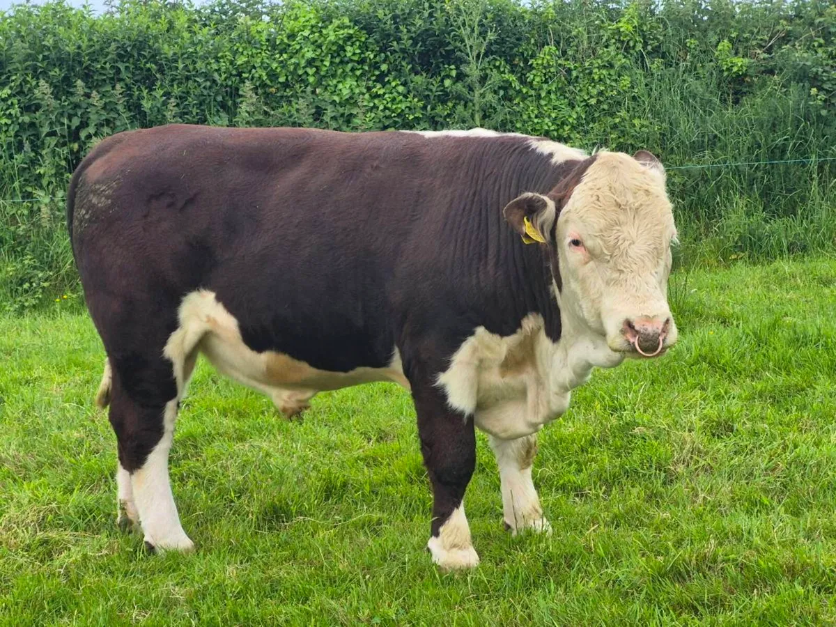 Hereford Bulls - Image 4
