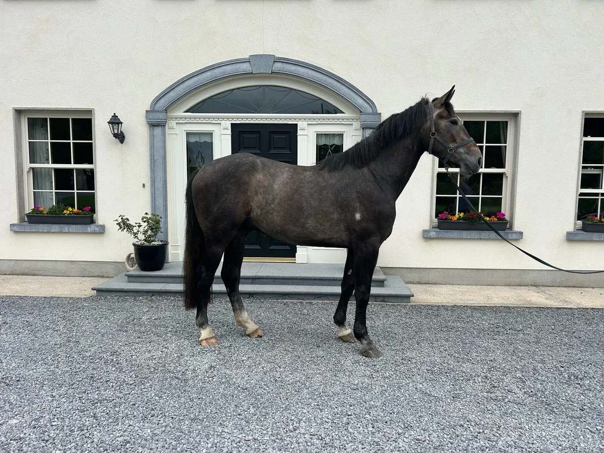 3yr old gelding by Gortfree Lakside Lad - Image 2