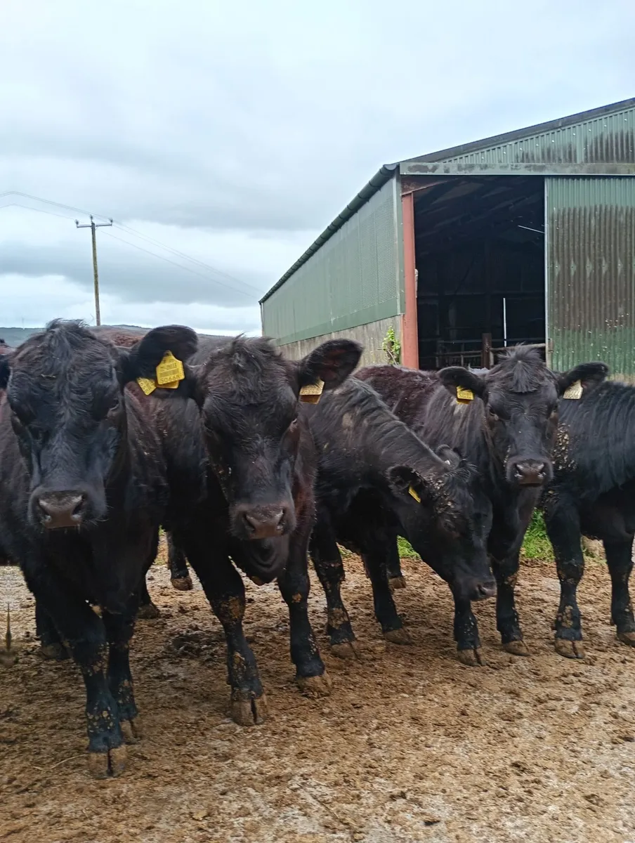 7  Angus pedigree registered heifers - Image 1