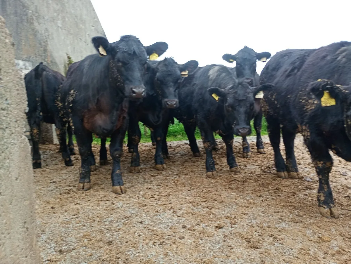 7  Angus pedigree registered heifers - Image 2