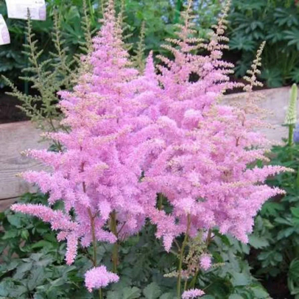 Astilbe
