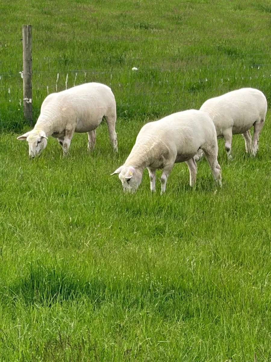 Pedigree Registered Galway ewe hoggets - Image 1