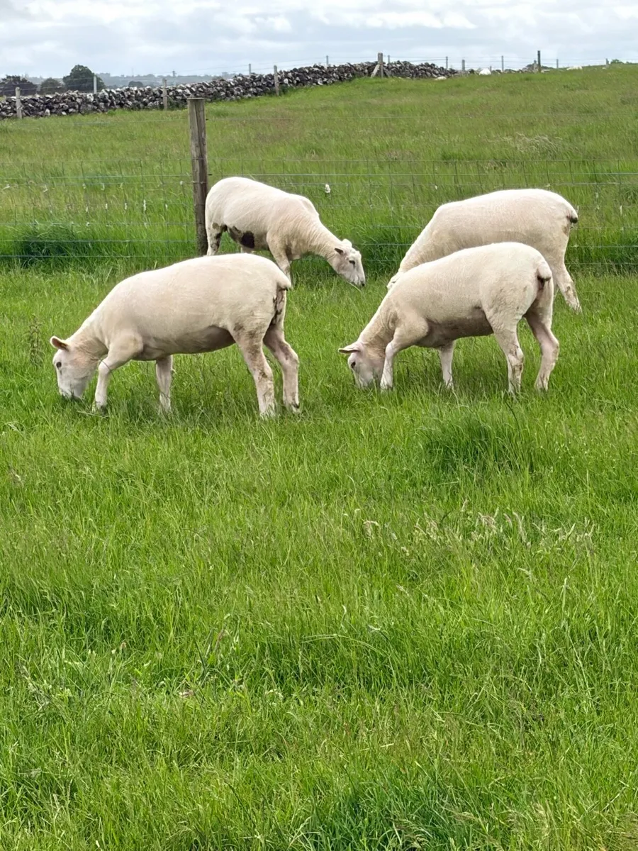 Pedigree Registered Galway ewe hoggets - Image 2