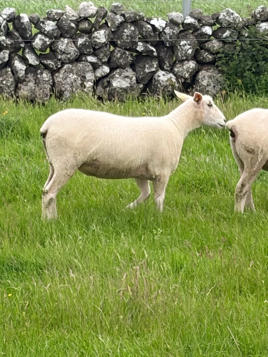Pedigree Registered Galway ewe hoggets - Image 3